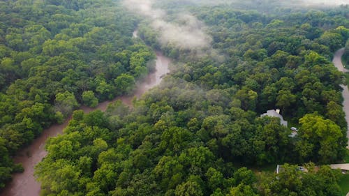 Um Rio Através De Uma Floresta Densa