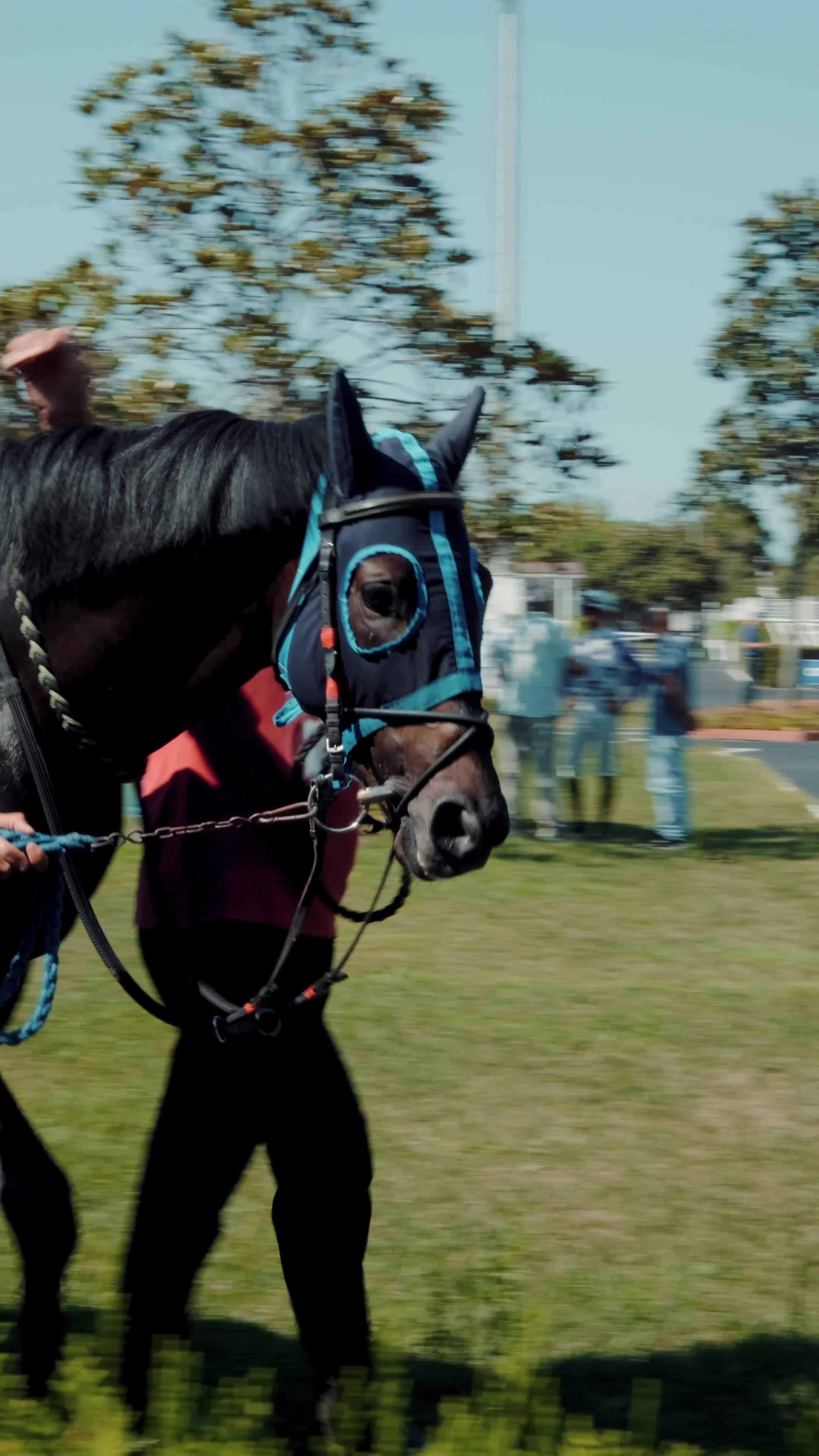 The Thrill of the Race: A Day at the Racetrack Free Stock Video Footage ...