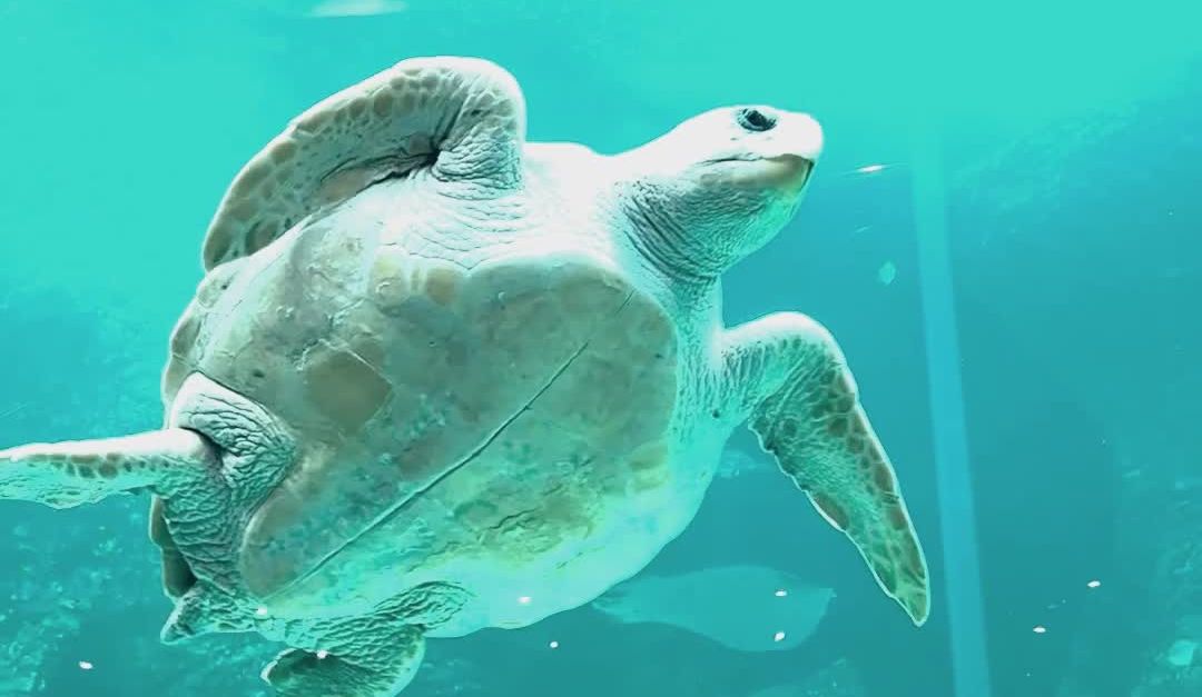 Turles Fish Turle Swimming in Aquamarine Water Free Stock Video Footage, Royalty ...
