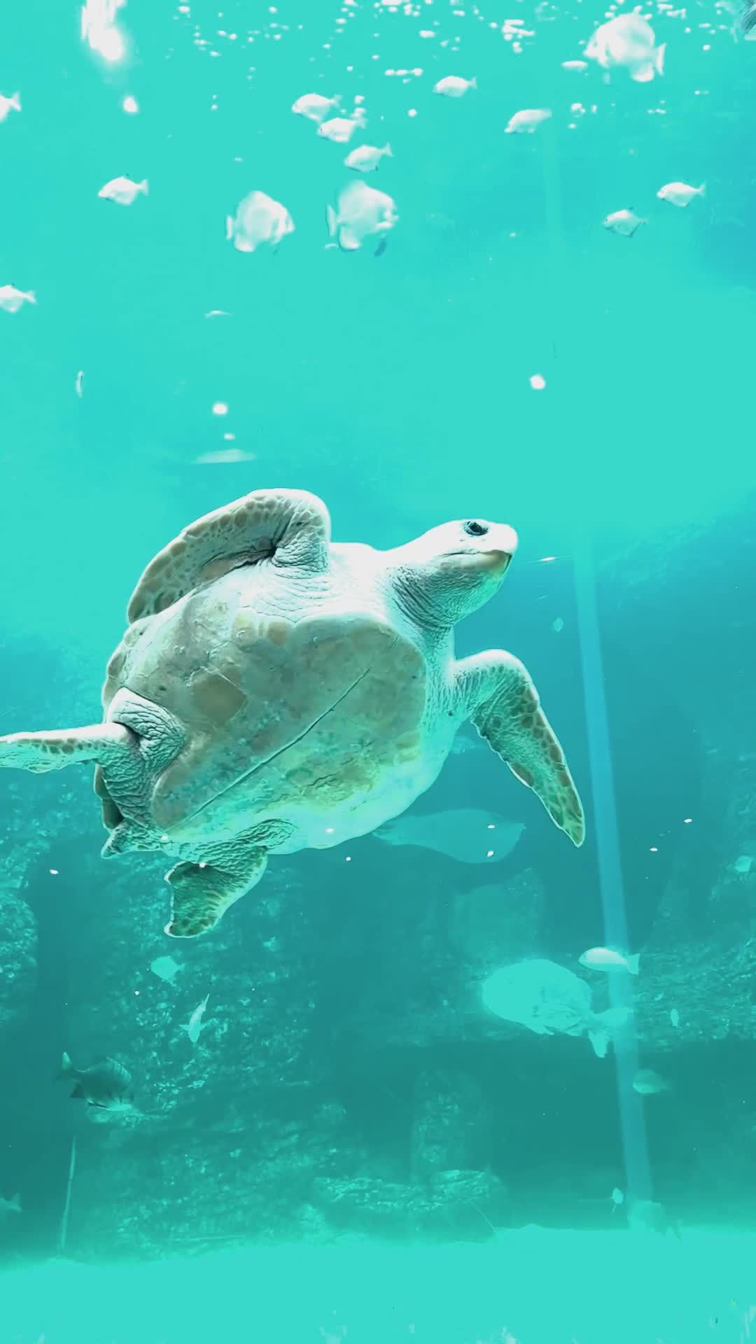 Turtle Loading Green turtle Free Stock Video Footage, Royalty-Free 4K & HD Video Clip