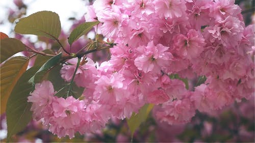 Close-up Of Pink Cherry Blossom Flowers In Bloom