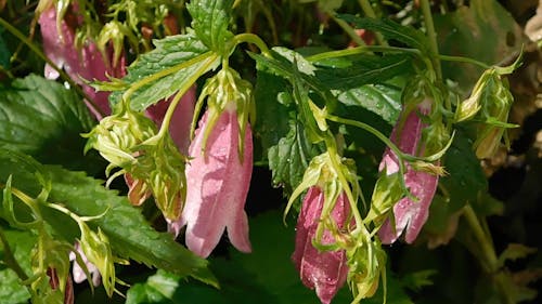 Close-up Footage Of Pink Bell Flowers In Bloomin