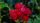 red roses