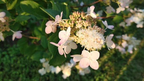 Nahaufnahme Der Schönen Weißen Blumen In Der Blüte