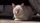 stray cat