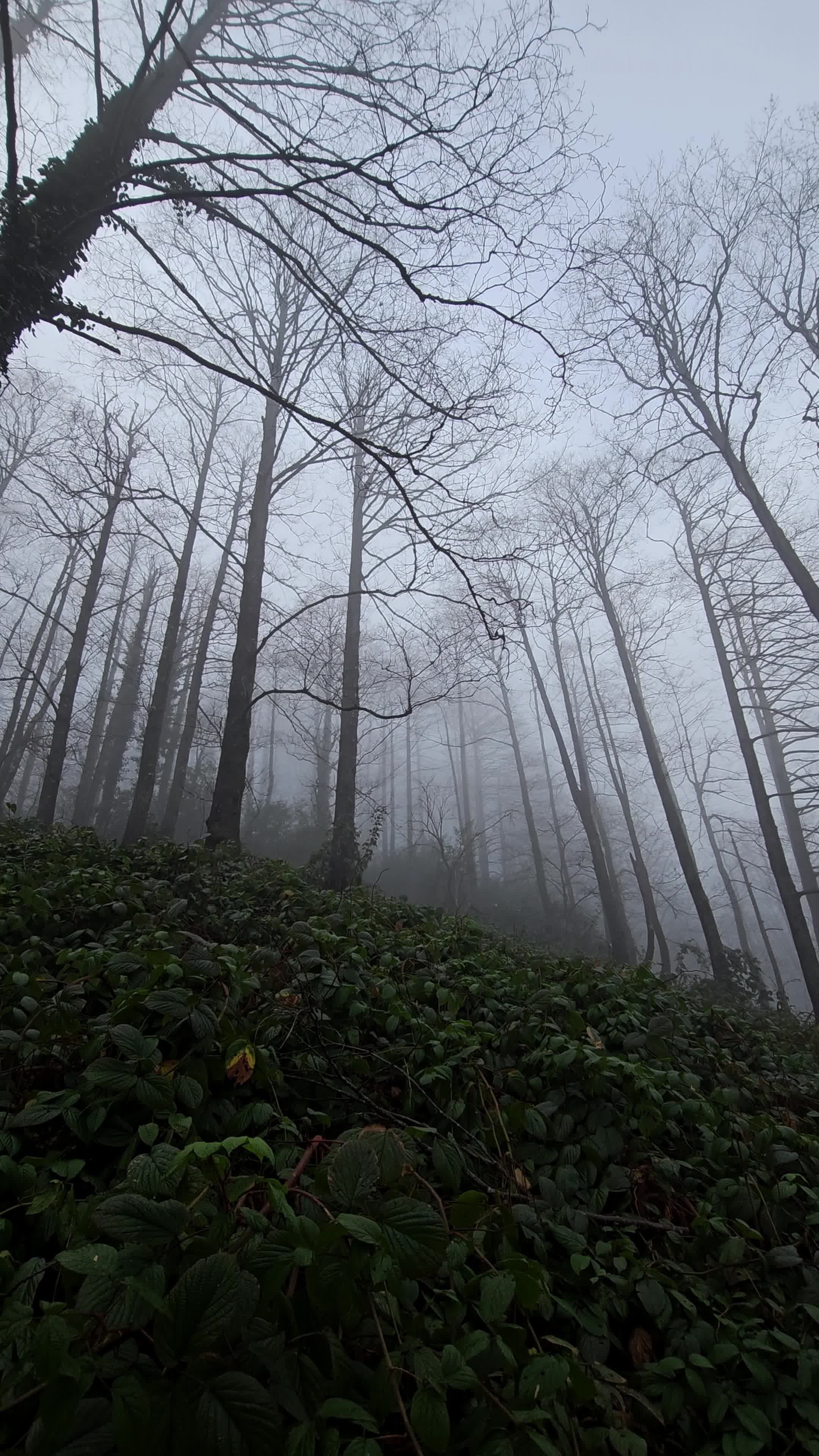 a forest with trees in the fog 27546122 — free pexels stock footage
