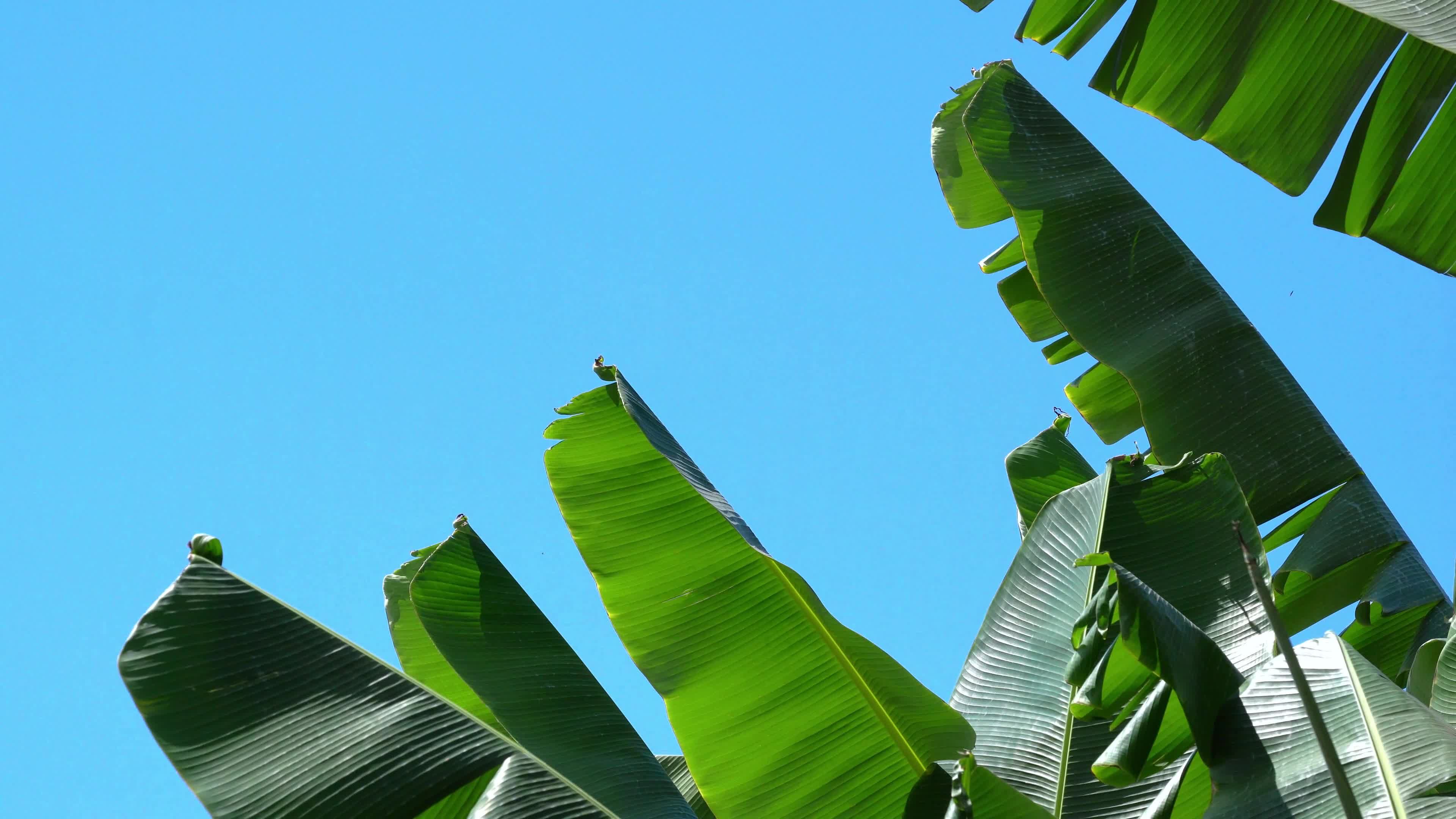 Green banana leaves against a clear blue sky Free Stock Video Footage ...