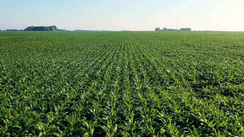 Drone Footage Of A Plantation