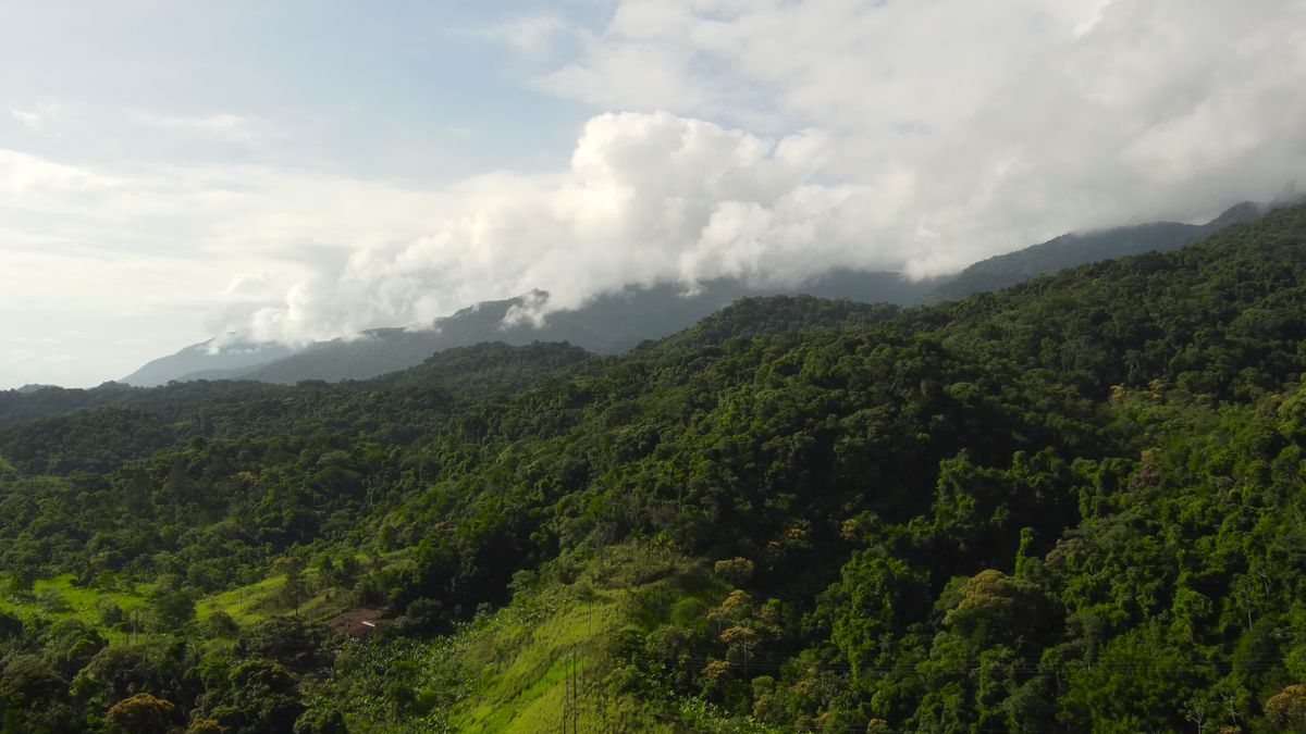 Serene Aerial View of Lush Green Forests Free Stock Video Footage ...
