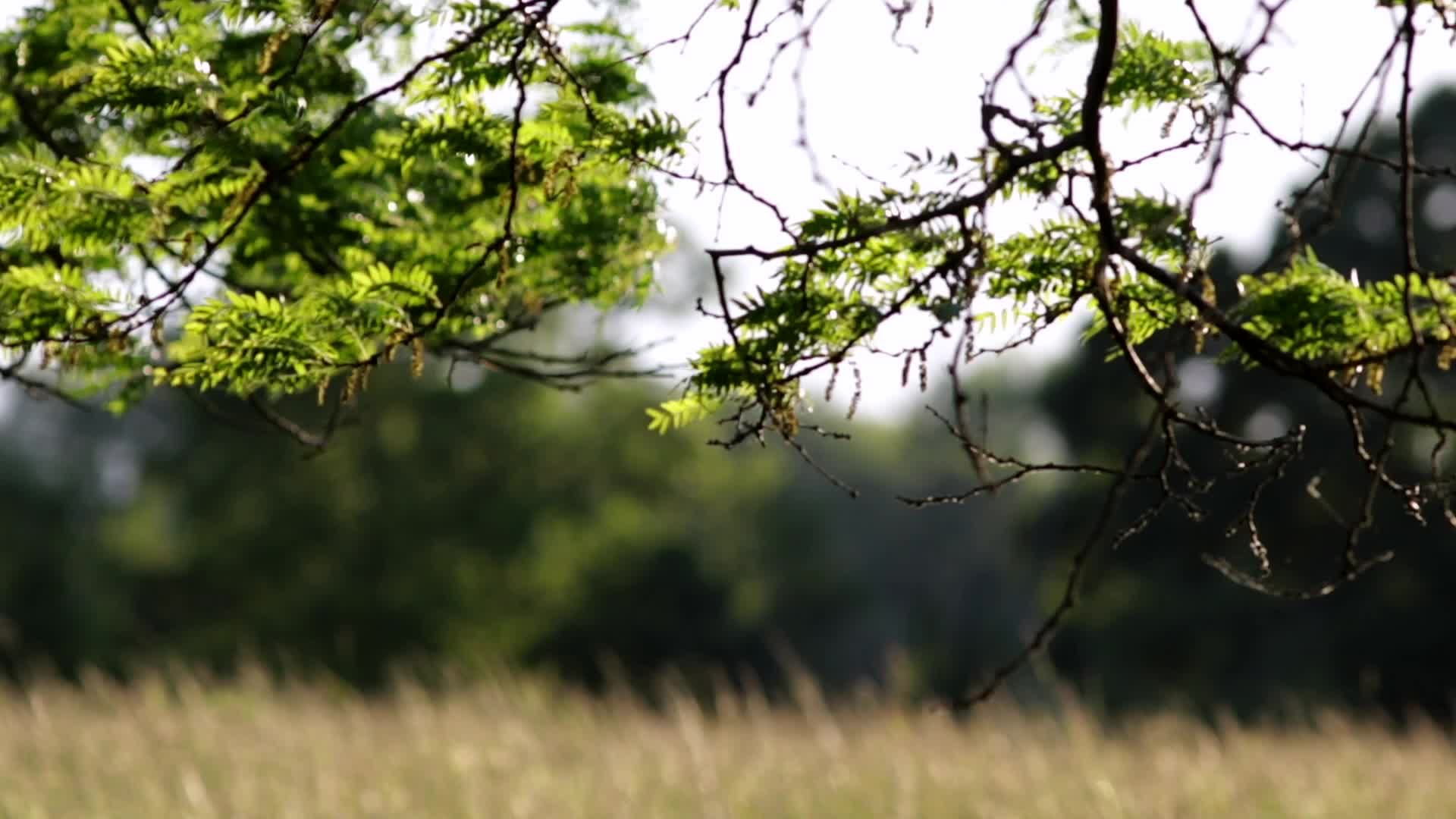 Video by AP Vibes