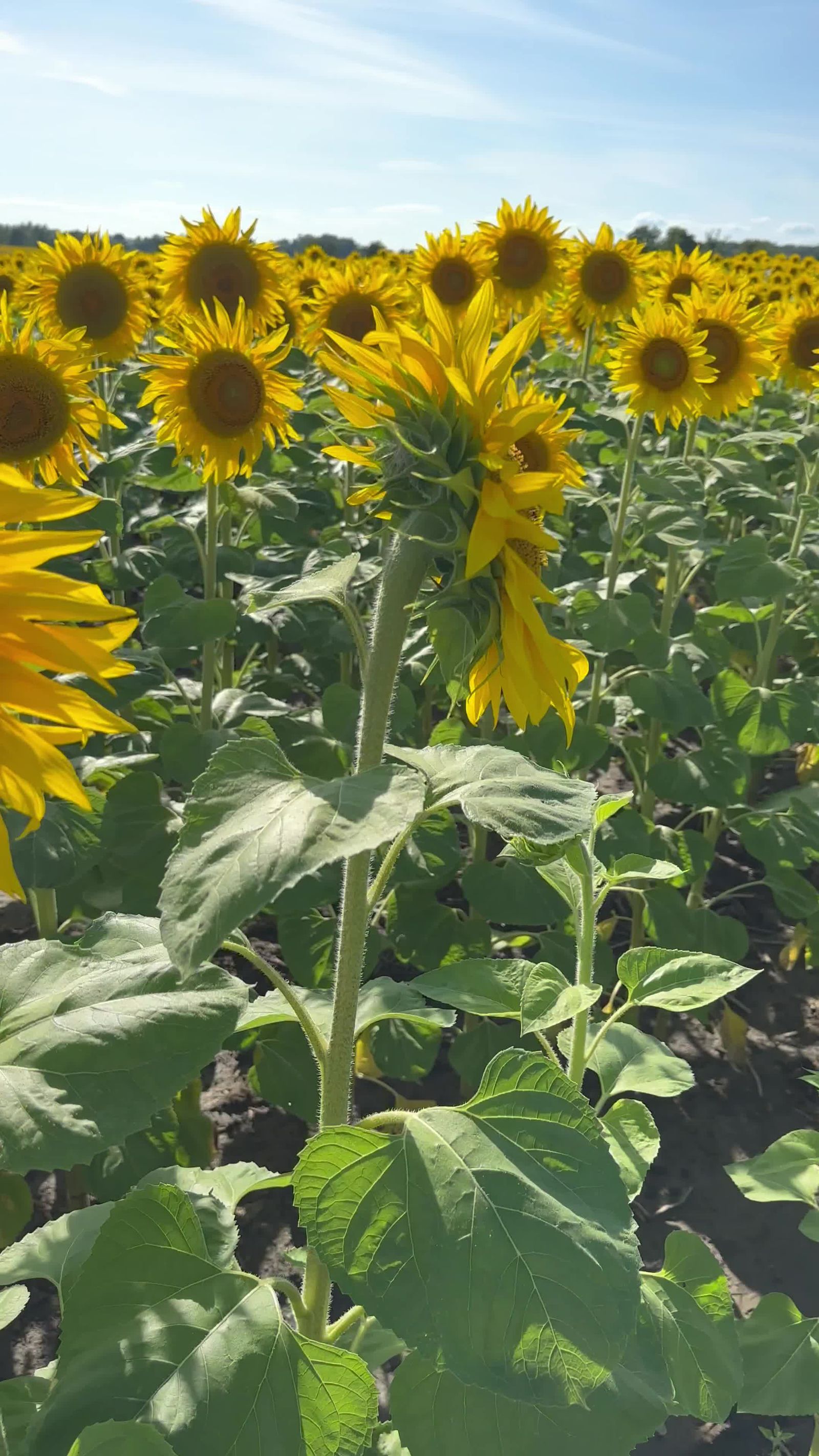 Clouds Over Field Of Sunflowers Free Stock Video Footage Royalty Free Clouds Over Field Of Sunflowers Free Stock Video Footage Royalty Free