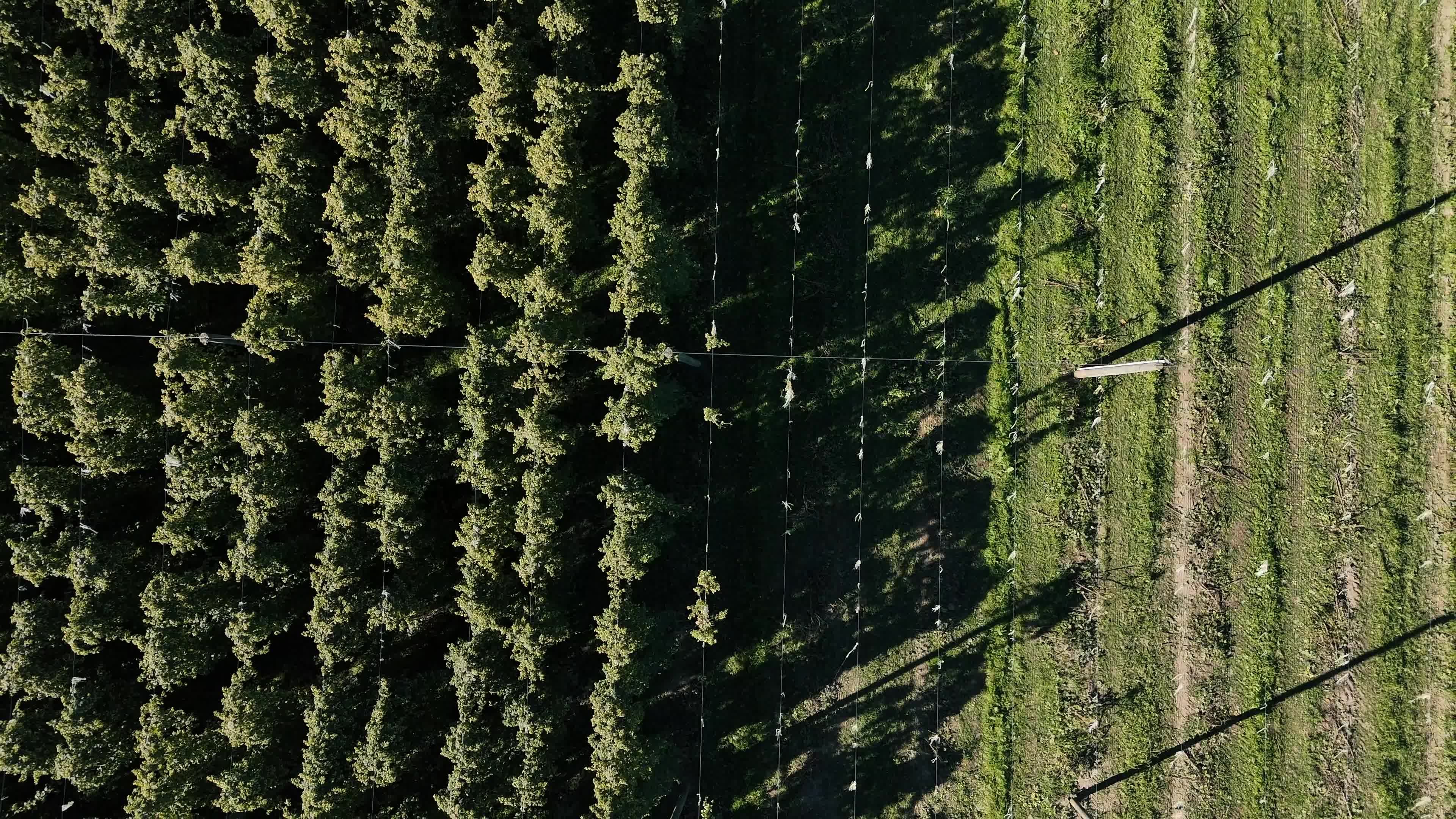 An aerial view of a field with trees Free Stock Video Footage, Royalty ...