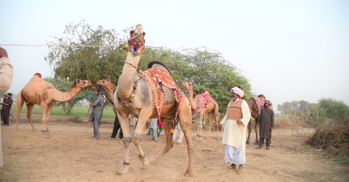Camel Video Camel dancing Free Stock Video Footage, Royalty-Free 4K & HD Video Clip