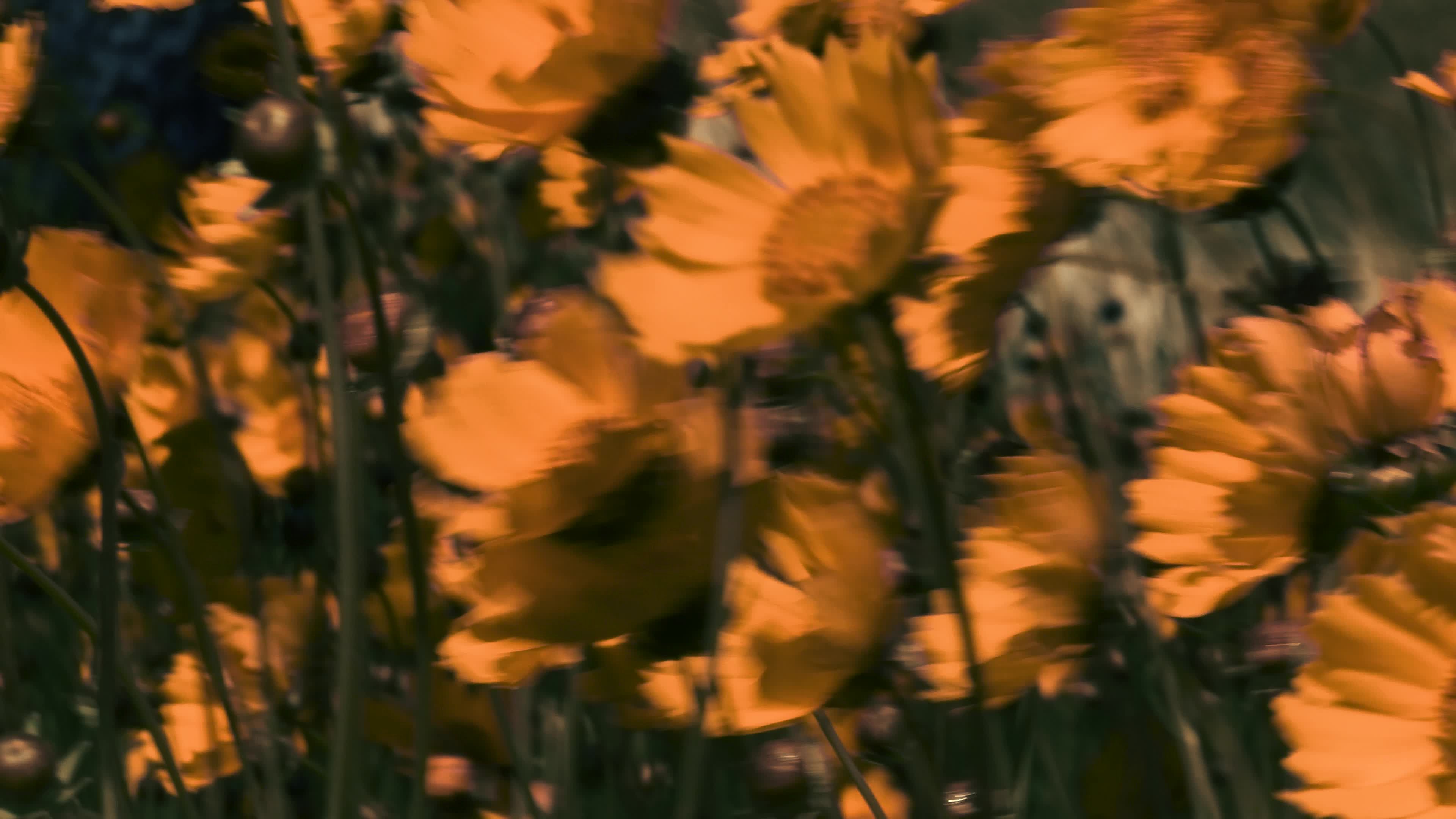A field of yellow flowers with some orange ones Free Stock Video ...