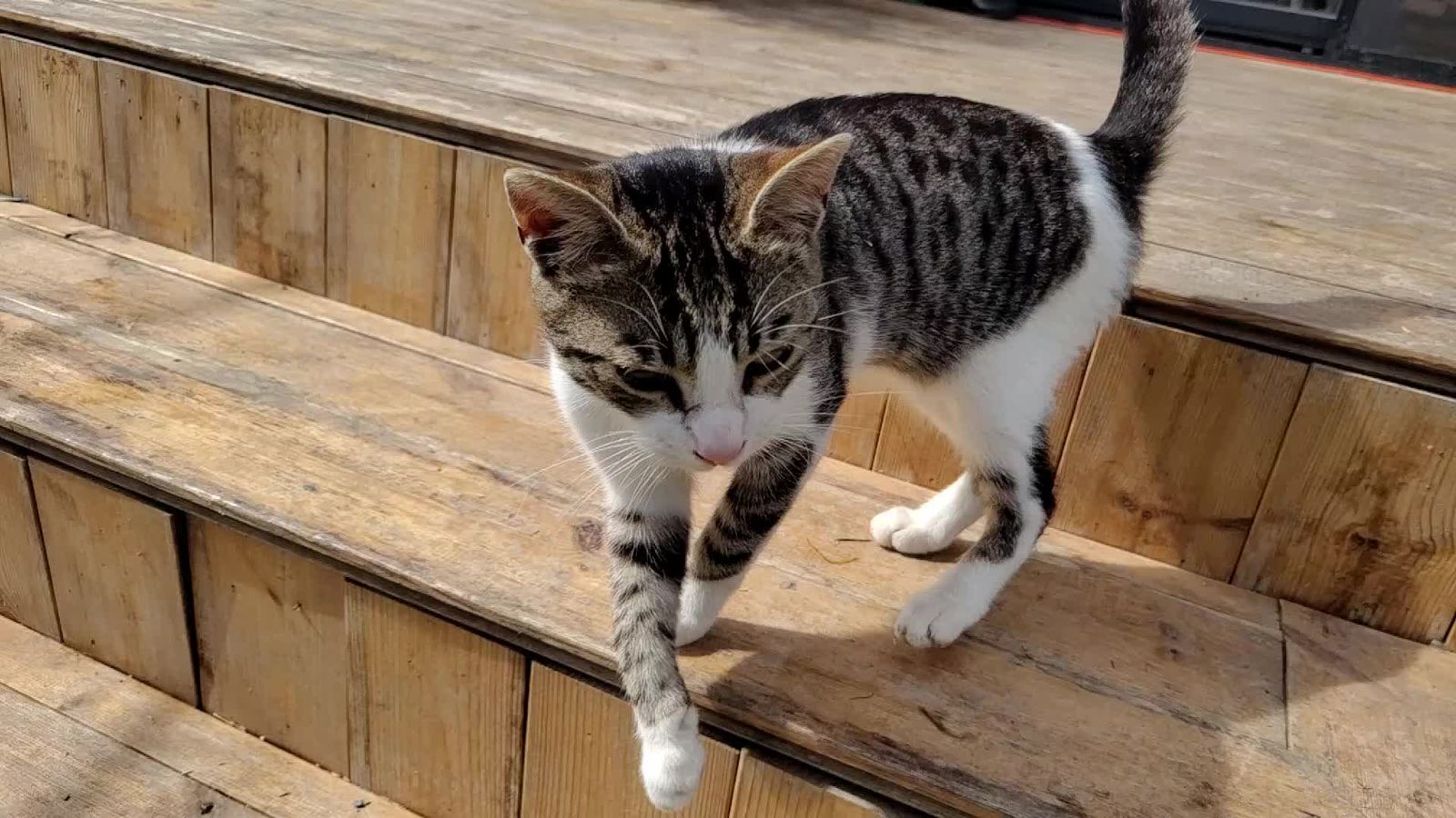 Tabby Cat Balancing Gracefully on a Wooden Fence Free Stock Video ...
