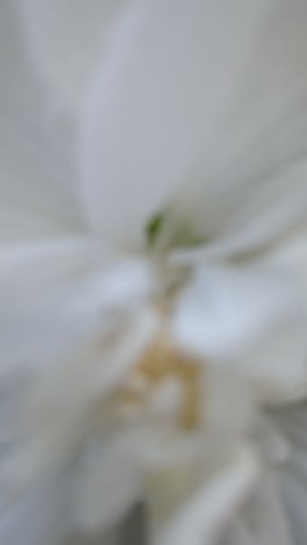栀子花免费下载视频素材视频素材视频素材