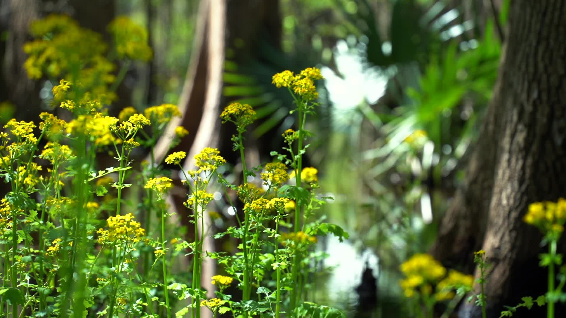 A swamp with yellow flowers and green trees Free Stock Video Footage ...