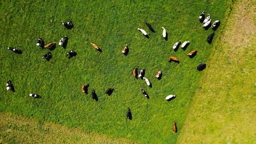 一群牛在草地上觅食