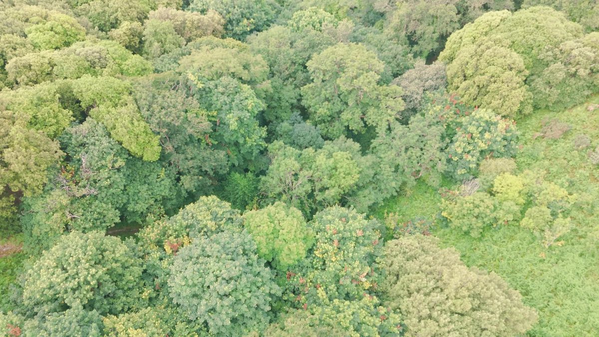 Drone Video of Green Trees in a Rural Area Free Stock Video Footage ...