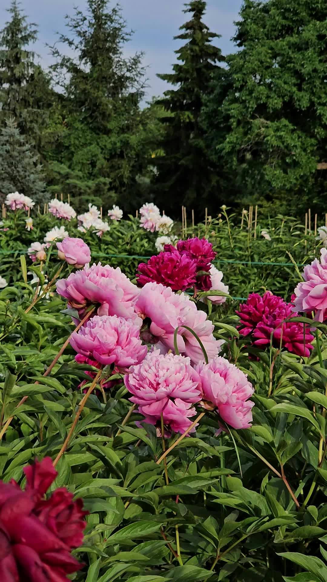 Peonies