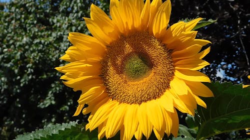 Un Girasole In Piena Fioritura