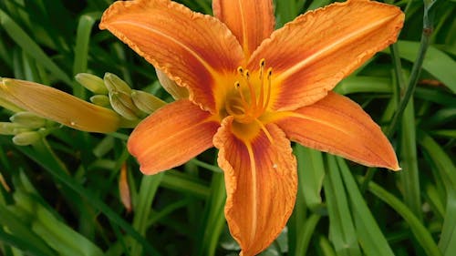 Orange Flower In Full Bloom