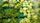 greens