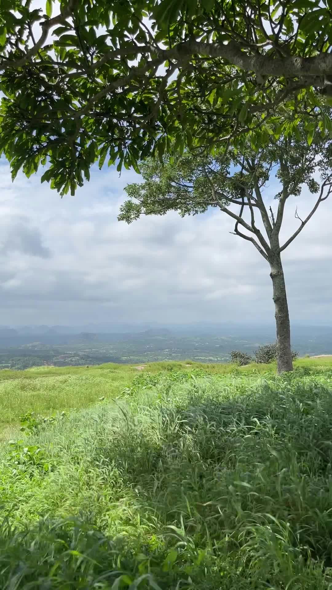 a green grassy field with trees and a hill in the background 27729873