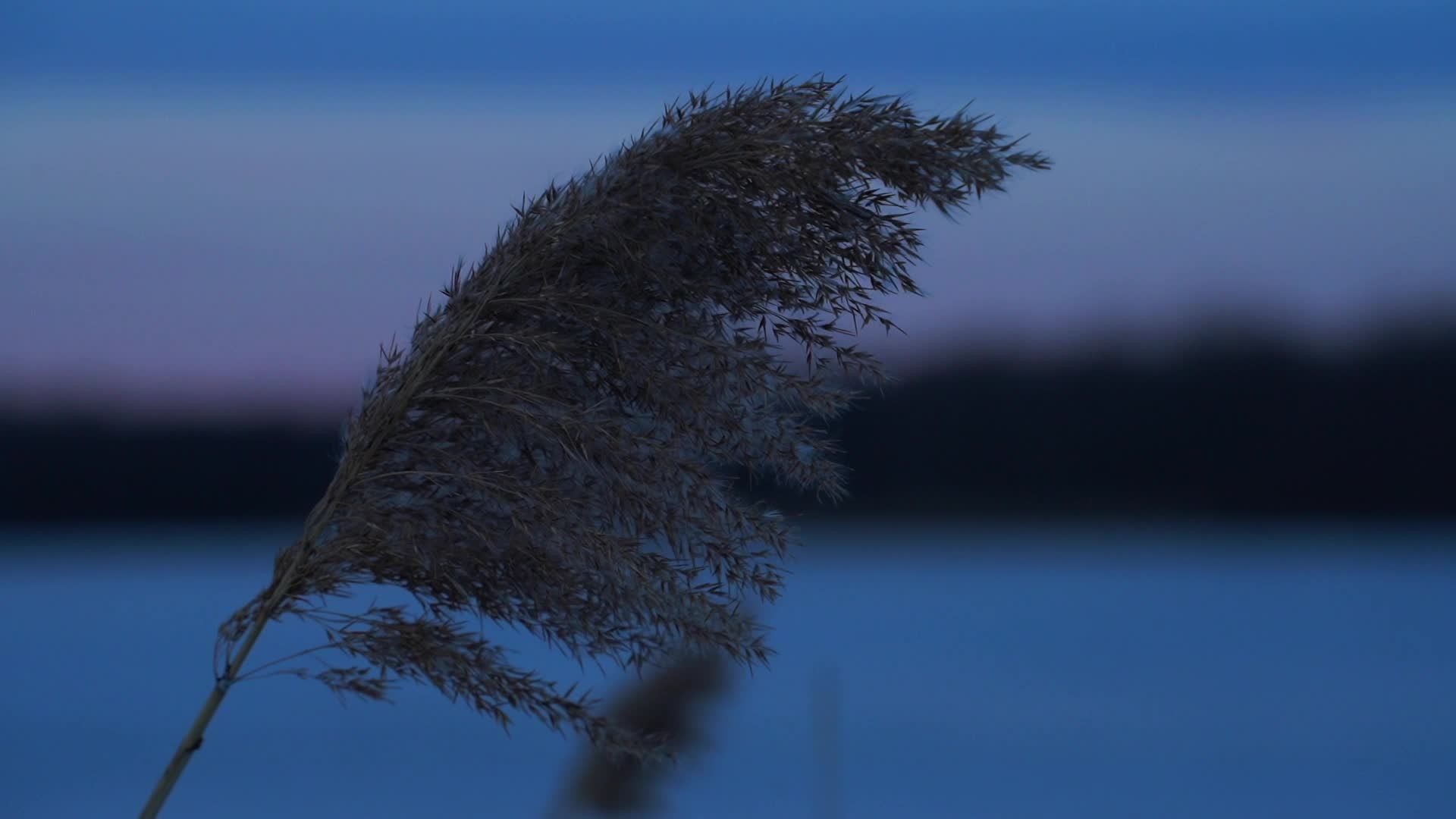 Video by AP Vibes