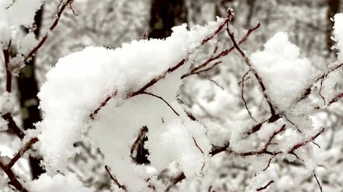 Snowfall Video Download Video Of Snowfall Free Stock Video Footage, Royalty-Free 4K & HD Video Clip