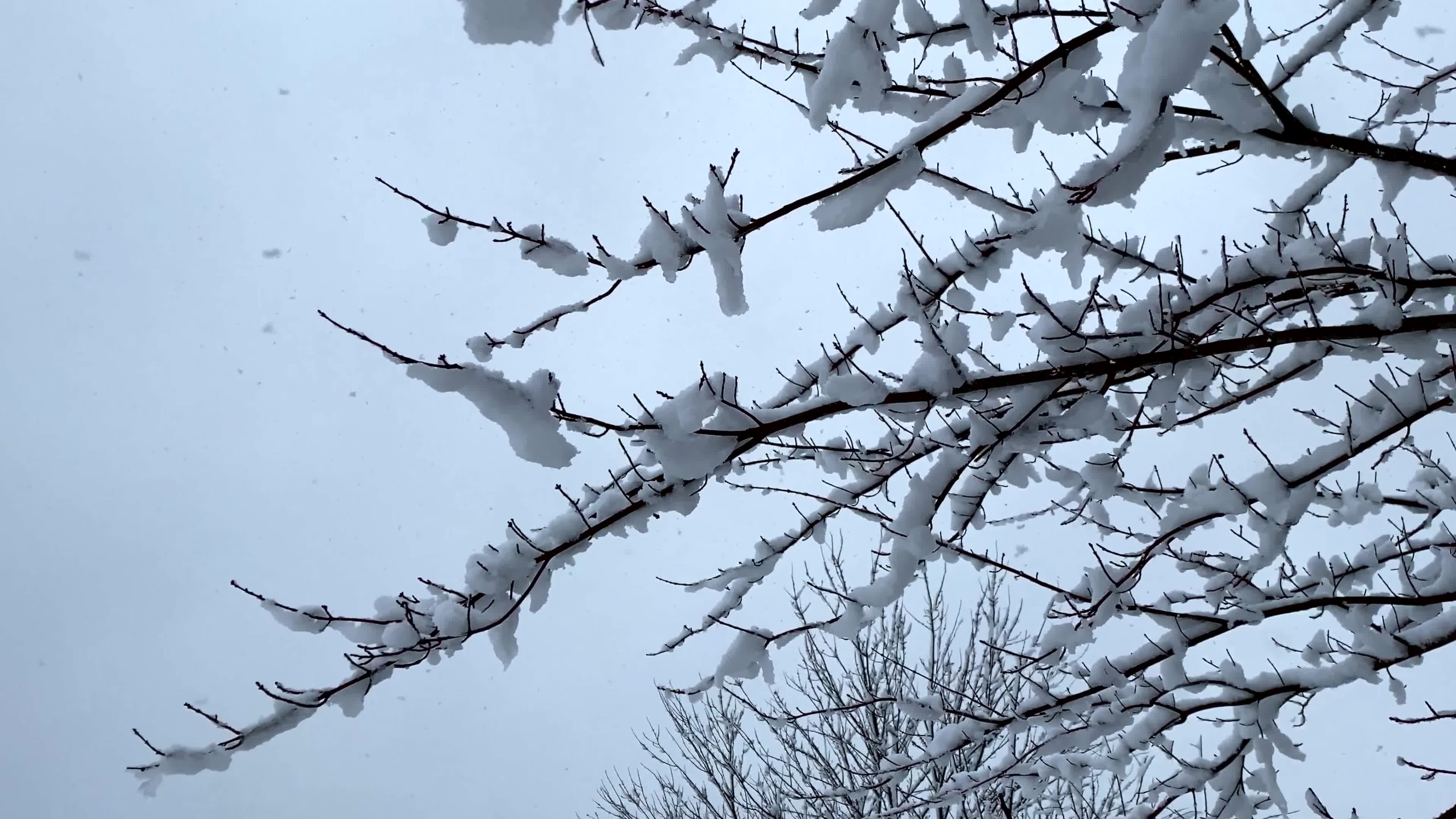 snow covered branches of a tree in the snow 27743059 — free pexels stock footage