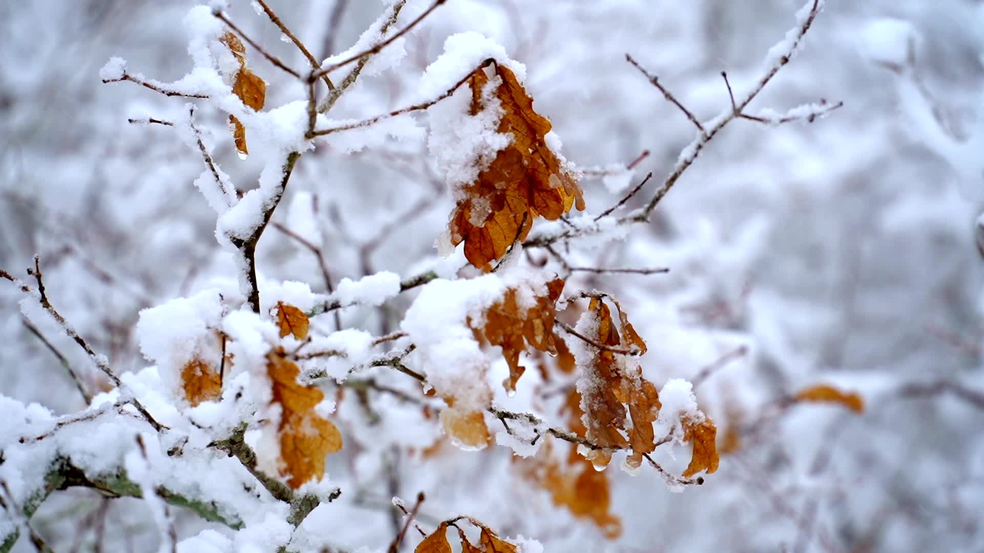 A tree covered in snow with leaves on it Free Stock Video Footage ...
