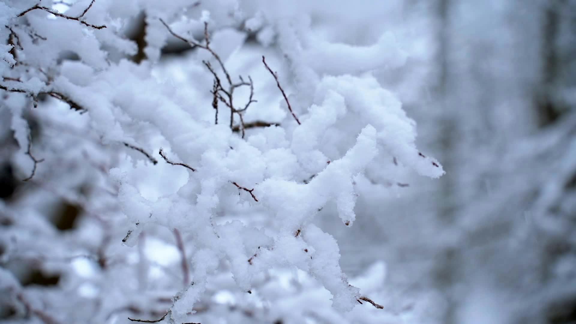 a close up of snow covered branches 27743077