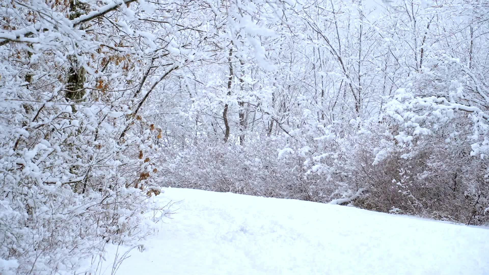 a snowy path in the woods with trees 27743078
