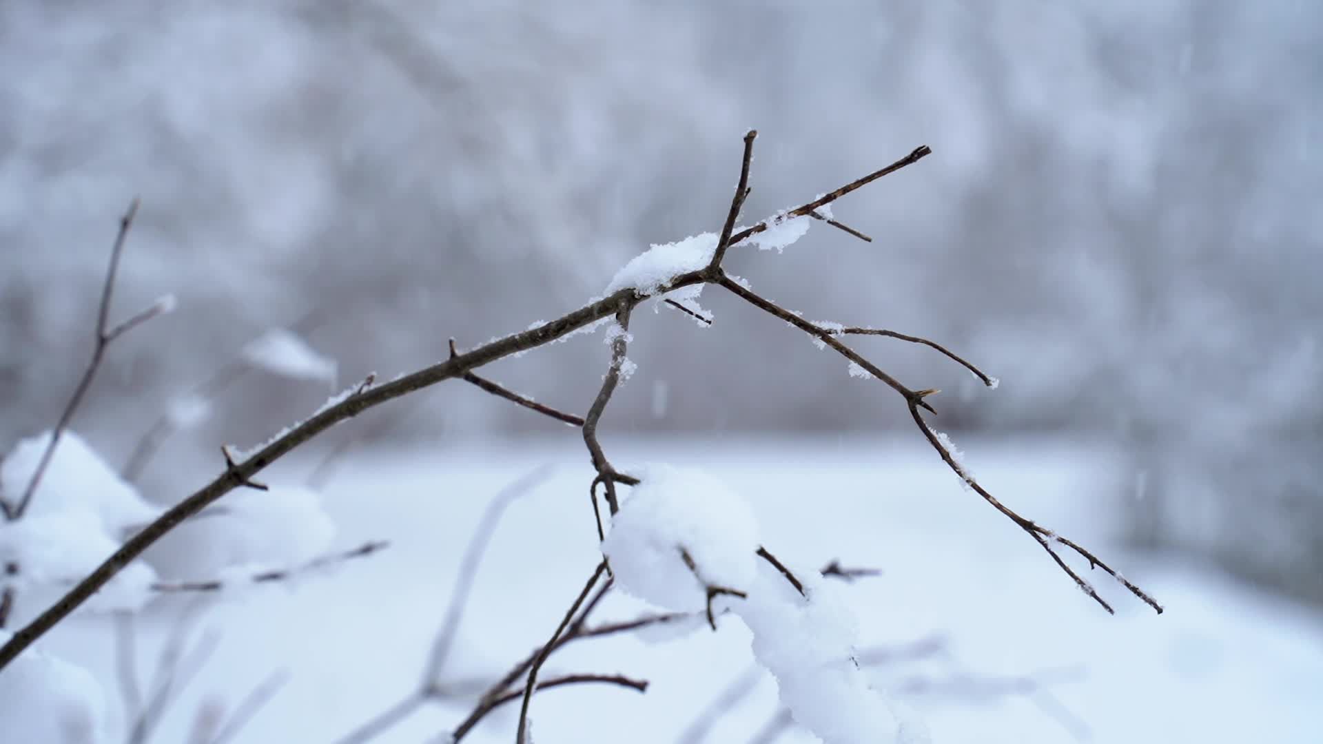 A close up of a tree branch covered in snow Free Stock Video Footage ...