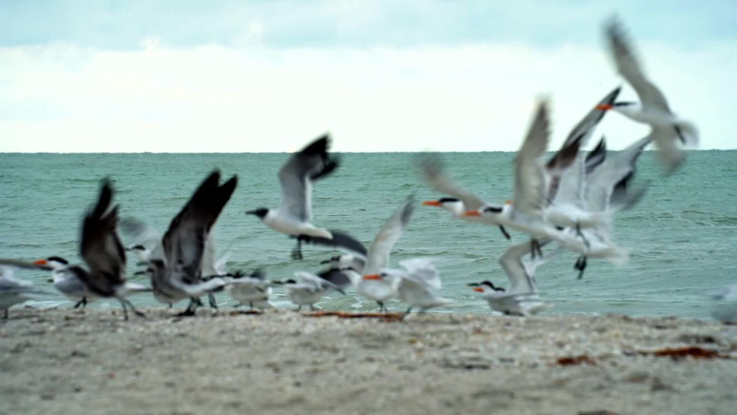 Bird Action Videos, Download The BEST Free 4k Stock Video Footage ...