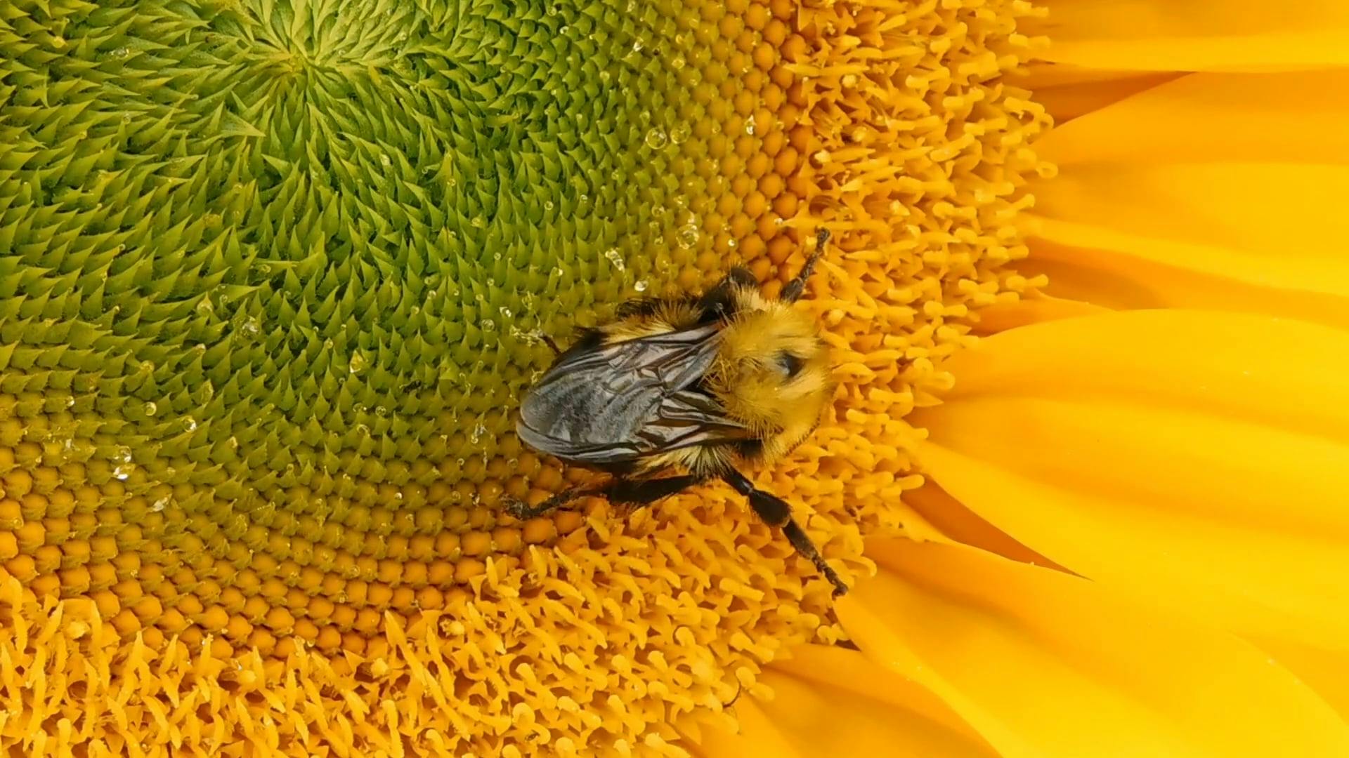 Closeup of A Bee Sucking Nectar From A Flower · Free Stock Video