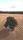 single tree