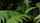 jungle environment