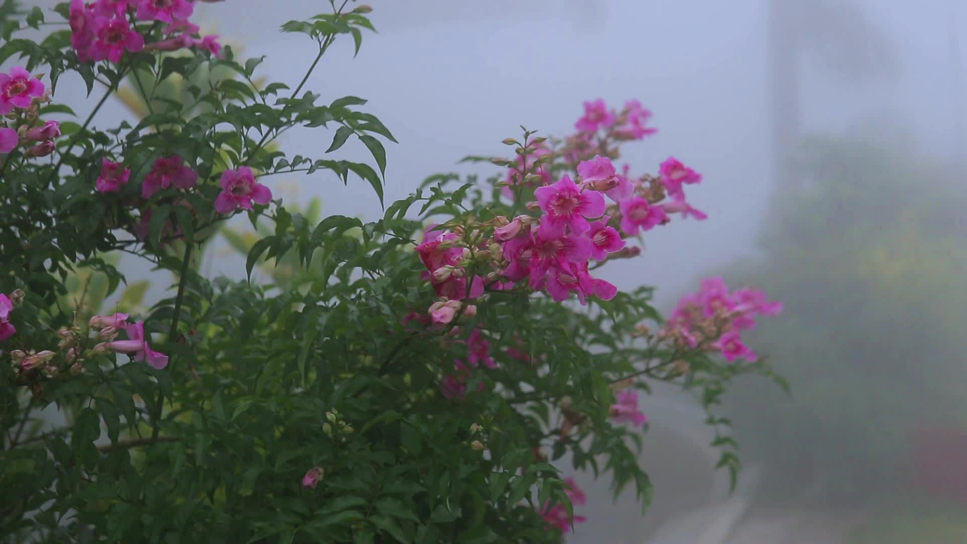 Pink flowers in the fog Free Stock Video Footage, Royalty-Free 4K & HD ...