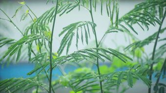 节气白露免费下载视频素材