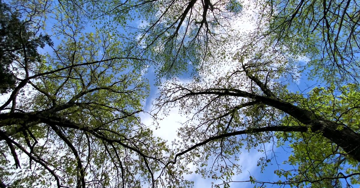 A view of trees from the ground looking up Free Stock Video Footage ...