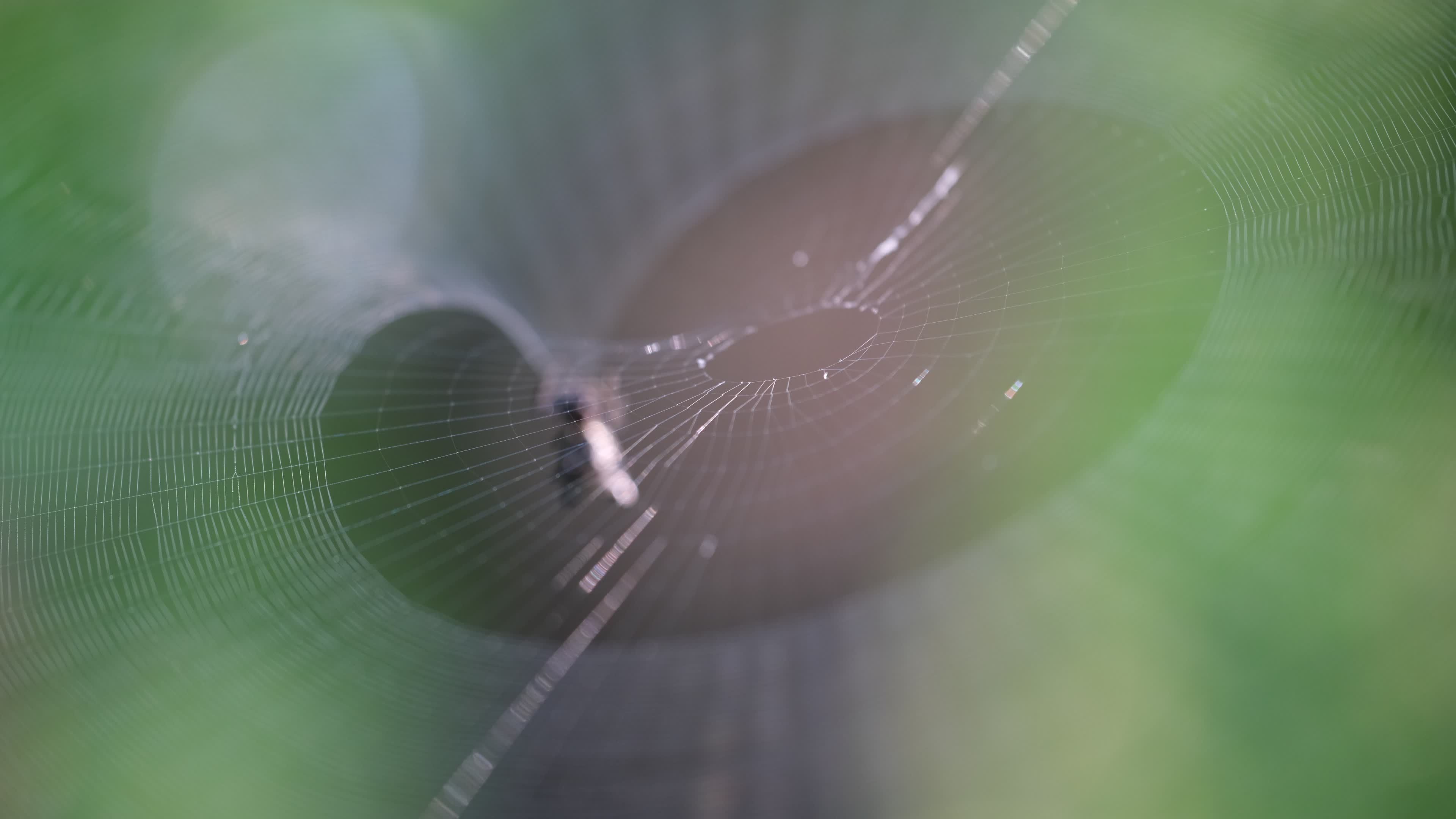 lines of symmetry form a web woven by a spiny backed orb weaver spider ...