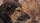 sad dog