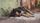 sleeping dog
