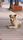 street dog