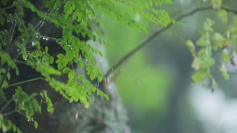 节气白露高清视频视频素材视频素材
