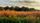 prairie
