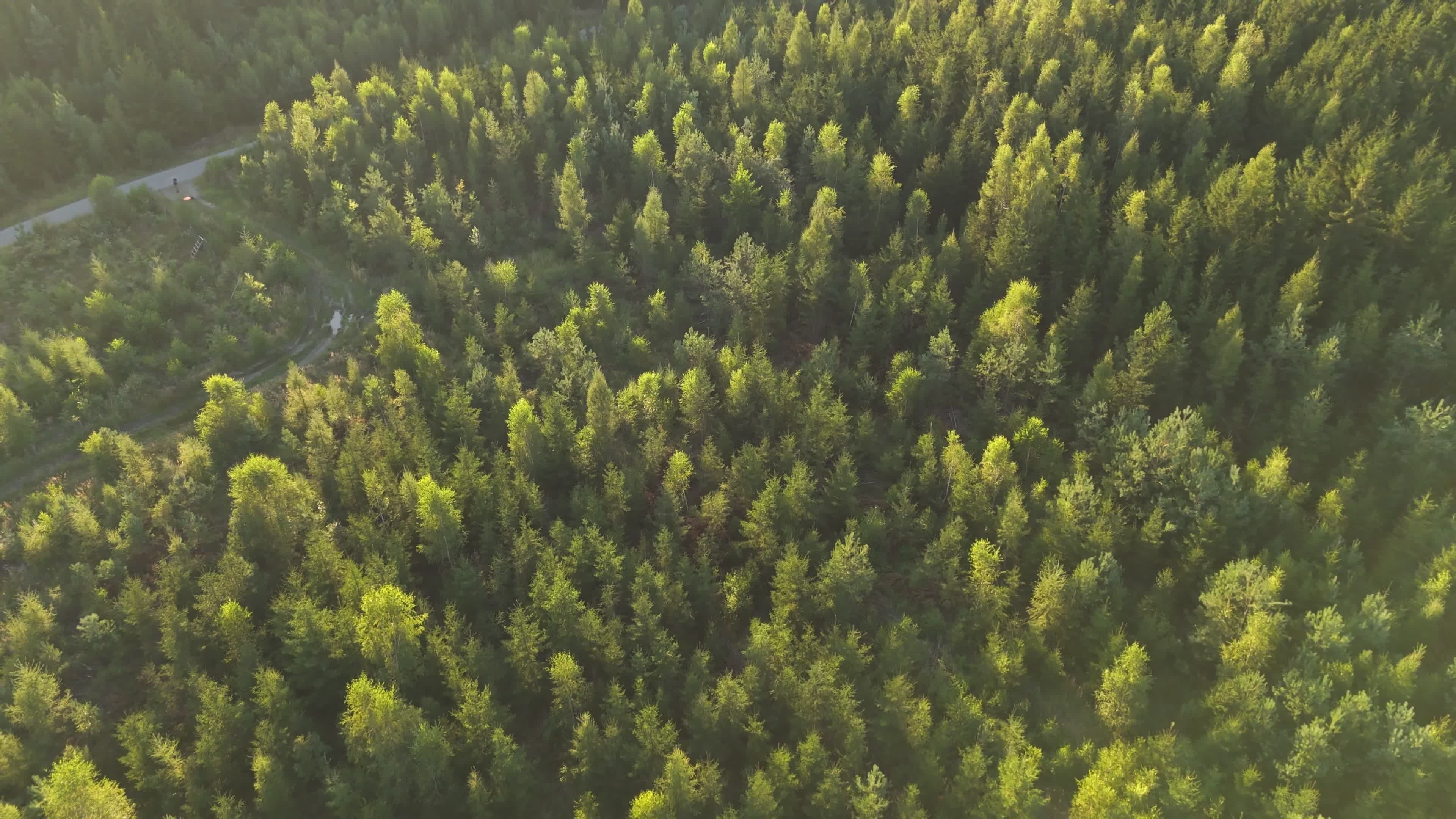 Aerial view of a road in the forest Free Stock Video Footage, Royalty ...