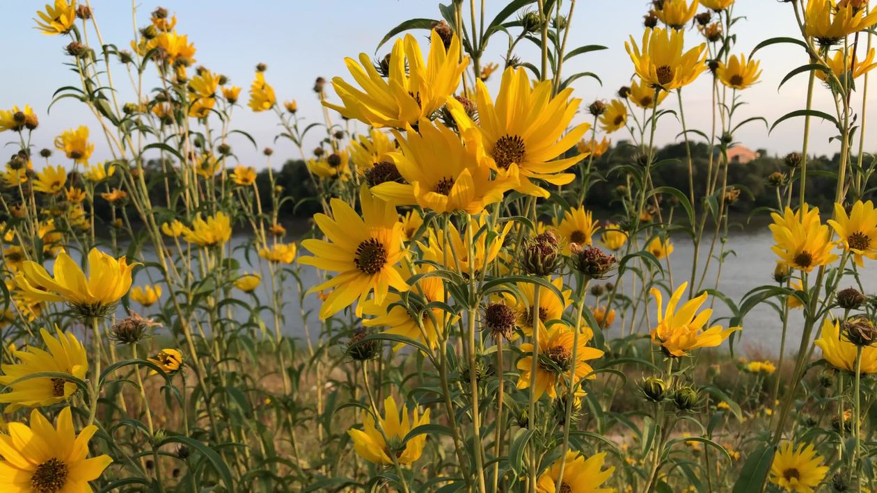 Yellow flowers are in the foreground of a field Free Stock Video ...